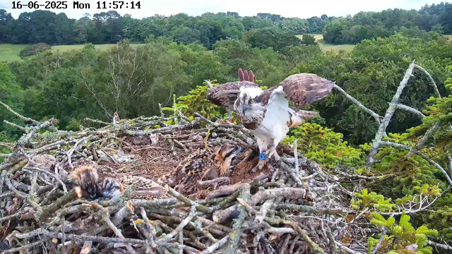 A young osprey chick and an adult osprey are in a nest made of sticks on a tree branch. The adult osprey is in the process of landing or taking off, with its wings spread wide. The background features a lush green forest with dense trees and rolling hills under a clear sky. The image includes a timestamp at the top left corner indicating the date and time.