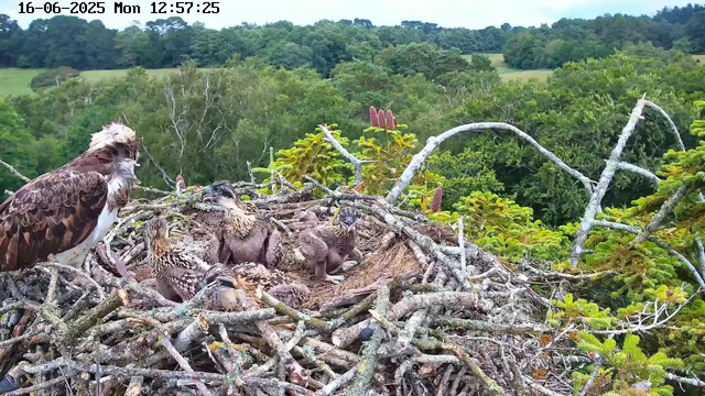 A family of birds, including an adult and four chicks, are sitting in a large nest made of twigs and branches. The adult bird, with brown and white feathers, is perched on the edge of the nest, while the chicks, also brown, are lying close together inside the nest. The background shows a lush, green forest with rolling hills and scattered trees under a clear sky. The timestamp at the top indicates the date as June 16, 2025, and the time as 12:57:25.