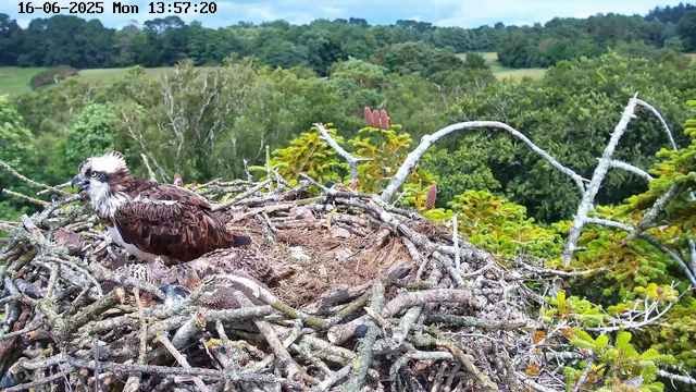 A large bird, likely an osprey, is sitting in a nest made of intertwined twigs and branches. The nest is situated high in a tree, with lush green foliage and distant rolling hills in the background. The bird has a white head with a dark eye stripe, brown wings, and a white chest. The image is timestamped and dated in the upper left corner, indicating it was taken on June 16, 2025, at 1:57 PM.