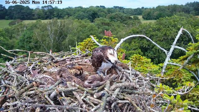 A bird of prey, likely an osprey, standing on a large nest made of twigs and branches. The nest contains three young chicks, with one standing and the others resting. The adult osprey is looking down at the chicks. Behind the nest, green trees cover a landscape of rolling hills under a partly cloudy sky. The timestamp on the image reads "16-06-2025 Mon 14:57:19".
