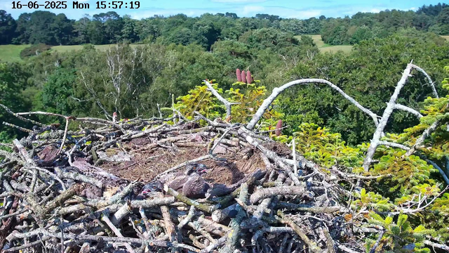 A nest made of twigs and branches is situated high in a tree, with three fledgling birds inside. The background features a lush, green landscape with dense trees and rolling hills under a partly cloudy sky. The timestamp at the top left indicates the date as June 16, 2025, and the time as 15:57:19.