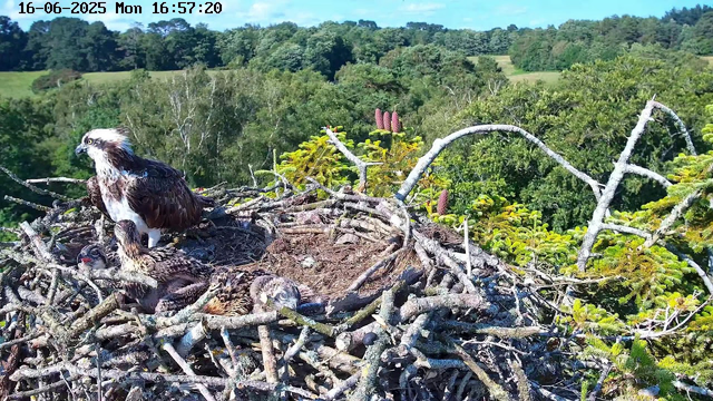 An adult bird of prey, likely an osprey, is perched on a large nest made of sticks and branches. The nest contains two chicks, one with its head up and the other resting. The scene is set high above a lush green forest with rolling hills in the background. The image is from a webcam, with a timestamp showing June 16, 2025, at 16:57.