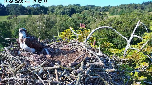 A mature bird of prey, likely an osprey, is perched in a large nest made of sticks. The nest is situated high in trees with a lush green forest in the background. The sky is clear and sunny, and there are some pinkish, cone-shaped plant buds nearby. The image includes a timestamp indicating it was taken on June 16, 2025, at 5:57 PM.