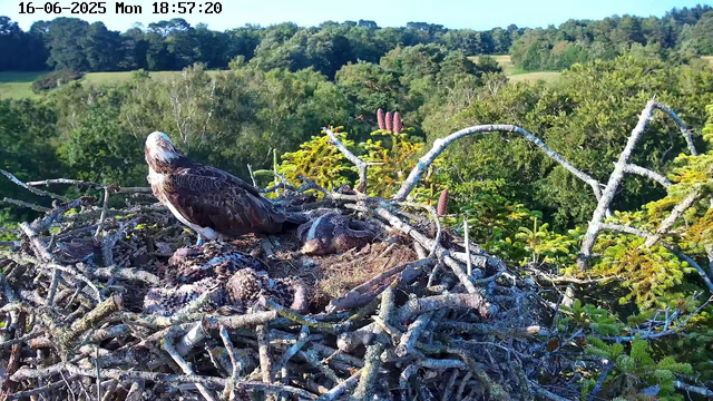 A bird's nest on a tree branch with an adult eagle standing on the left side of the nest. The eagle is looking to the left and has a white head and dark brown body. Inside the nest, there are several young eaglets with fluffy feathers. The background features a lush green forest with trees under a clear blue sky. The timestamp at the top left shows the date as June 16, 2025, and the time as 18:57:20.