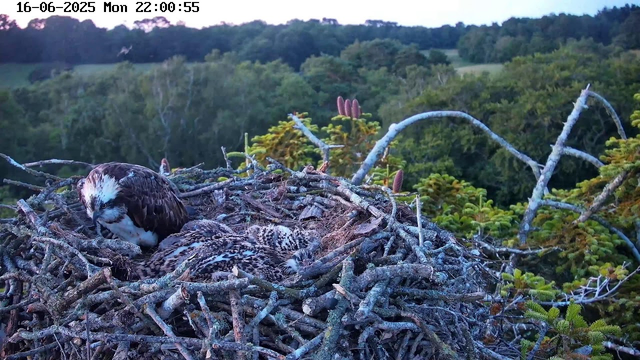A bird of prey, likely an Osprey, is sitting in its nest made of twigs on a tree branch high above a lush green forest. The bird appears to be resting or grooming itself, with its head bent down. The scene is set during dusk or early evening, with soft natural light illuminating the greenery and the nest. The timestamp on the image indicates the date as June 16, 2025, and the time as 10:00 PM.