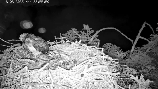 A black-and-white image showing a bird's nest with an adult bird sitting on three chicks. The adult bird appears to be preening itself, while the chicks are resting closely together. The nest is made of twigs and branches, situated in a tree with sparse foliage. The scene is set at night, and the image includes a timestamp in the top left corner indicating the date and time as June 16, 2025, at 22:55:50.