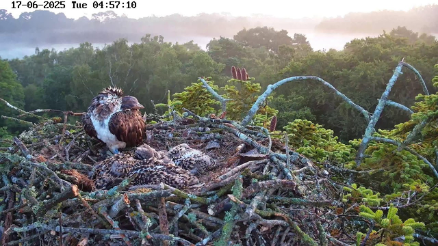 An adult osprey with brown and white feathers sits on a large nest made of sticks and moss, with three fuzzy, downy chicks nestled at its feet. The nest is high in a tree, surrounded by lush green foliage, with a hazy sky and forest in the background. The scene appears to be early morning, as indicated by the timestamp.