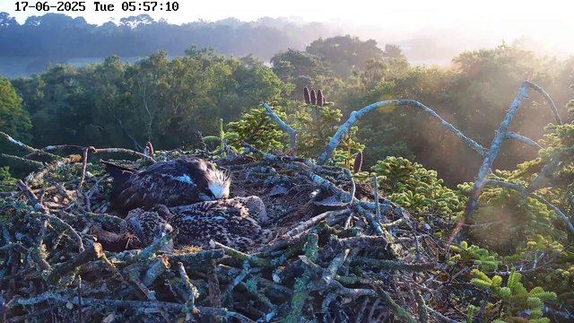 A bird's nest with two young birds resting, located high in a tree with green foliage and branches. The background shows a forested landscape with trees extending into the distance, bathed in sunlight. The image has a timestamp in the top left corner: "17-06-2025 Tue 05:57:10".
