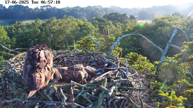 A bird's nest high in the trees, with two young hawks resting inside. One adult hawk is perched on the edge of the nest with its back turned, displaying brown and tan feathers. The background shows a lush green forest with distant hills, and sunlight illuminating the scene. The image is timestamped June 17, 2025, at 6:57 AM.