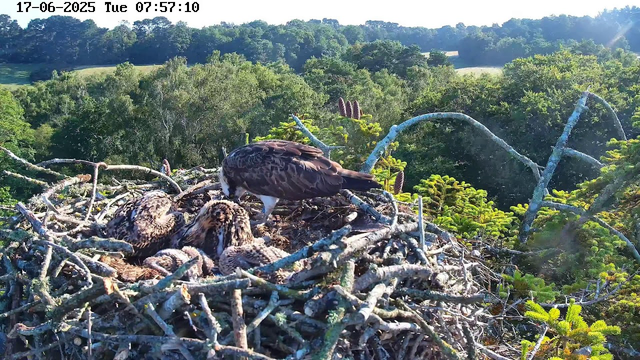 A bird of prey, likely an osprey, stands on the edge of a large nest made of sticks, with several young hatchlings inside. The nest is high above a forested landscape with lush green trees and rolling hills in the background, under a clear sky with sunlight shining from the upper right. The image is timestamped with the date and time: 17-06-2025, Tuesday, 07:57:10.