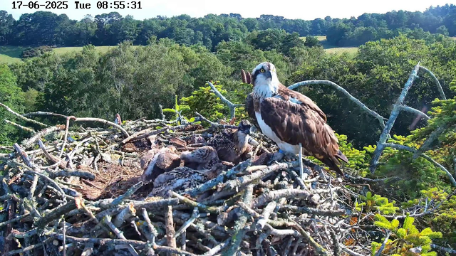 A young osprey chick is lying in a large nest made of sticks, with an adult osprey standing nearby. The adult is looking directly at the camera, with a background of lush green trees and rolling hills under a clear blue sky. The image is timestamped and dated at the top.