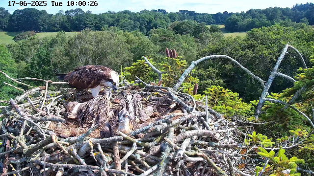 An adult ospreys sits on a large nest made of twigs and sticks, tending to several young chicks. The nest is situated high among the branches of a tree, with lush green foliage and a distant, rolling landscape in the background under a clear sky. The timestamp at the top indicates the date as June 17, 2025, and the time as 10:00:26.