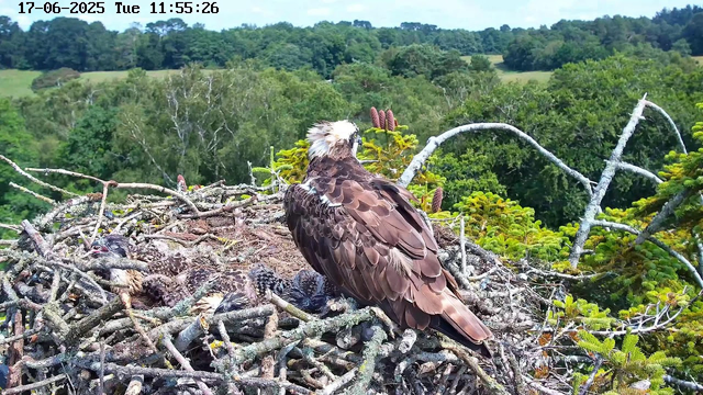 An adult African Fish Eagle with brown and white plumage sits in a large nest made of twigs on a high tree branch. Several chicklings with speckled brown and white feathers are lying in the nest beside the adult. The background shows lush green trees and a distant landscape of rolling hills under a partly cloudy sky. The date and time are displayed at the top of the image.