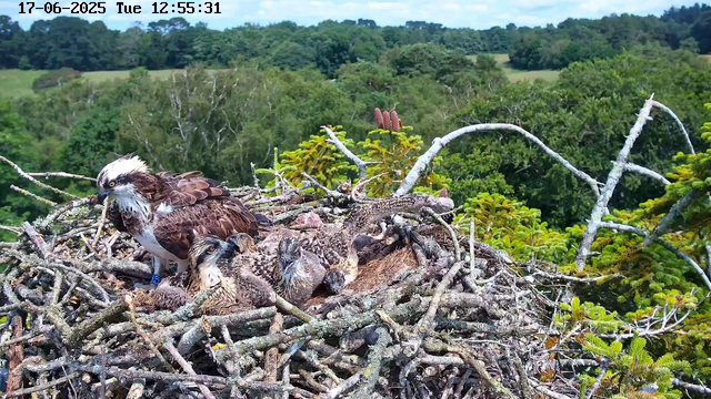 An osprey nest is perched high in the trees, with an adult osprey and three fledglings. The adult has a white head with a dark eye stripe, brown back and wings, and is looking to the left. The three fledglings have downy feathers and are nestled closely together in the nest. The background consists of green leafy trees and a distant landscape under a clear sky. The image is timestamped June 17, 2025, at 12:55 PM.