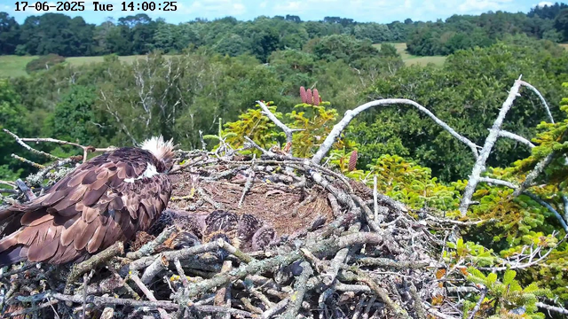 A bird of prey, likely an osprey, is sitting on the edge of its large nest made of twigs and sticks. The nest is situated high in a tree, surrounded by green foliage and lush landscape. In the background, there are rolling hills covered with trees under a bright, partly cloudy sky. The image has a timestamp at the top indicating the date and time as June 17, 2025, at 14:00:25.