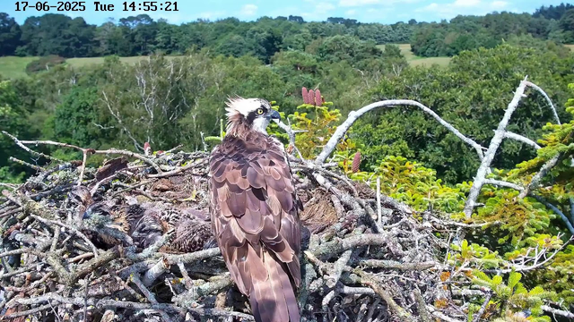 A mature osprey with brown and white feathers sits on a large nest made of sticks atop a tree. The bird is facing to the right, with its head turned slightly towards the camera, showing its sharp beak and piercing yellow eyes. The background features a lush green forest and a partly cloudy sky. The image includes a timestamp at the top left corner indicating the date as June 17, 2025, and the time as 14:55:21.