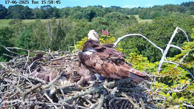 A large adult bird of prey, likely an osprey, stands on a nest made of sticks. The nest contains several chicks that are covered with down feathers, appearing cozy and resting. The background shows lush green trees and hills under a bright blue sky. The timestamp at the top indicates the date and time as June 17, 2025, at 15:58.