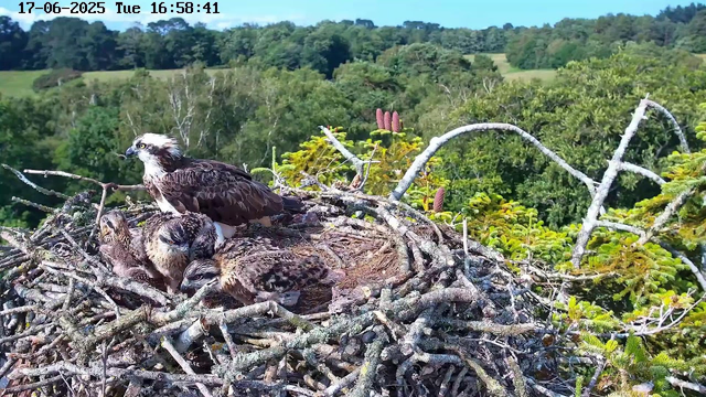 An adult osprey perched on a nest with three chicks. The nest is made of twigs and is situated high in a tree with lush green foliage and flowering plants in the background. The sky is clear and blue. The timestamp on the image reads "17-06-2025 Tue 16:58:41".