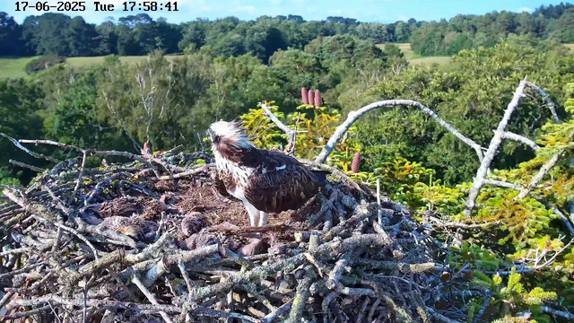 A young osprey chick is lying in a large nest made of twigs, with an adult osprey standing nearby and looking to the side. The nest is situated high in trees, with a lush green forest and rolling hills visible in the background under a bright blue sky. The scene is captured from a webcam, timestamped June 17, 2025, at 17:58:41.