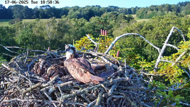 A bird's nest on a tree branch, with a bird standing on the nest and two downy chicks inside. The background features lush green foliage and distant rolling hills under a clear blue sky. The image is timestamped "17-06-2025 Tue 18:58:36" at the top.