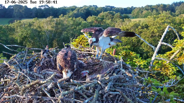 An adult osprey is standing on the edge of a large nest made of sticks and twigs, with two osprey chicks lying inside. The adult osprey appears to be feeding or tending to the chicks. The background features a lush green forested area with various trees and a clear sky. The image is taken from a webcam, with the date and time shown as June 17, 2025, at 19:58:41.