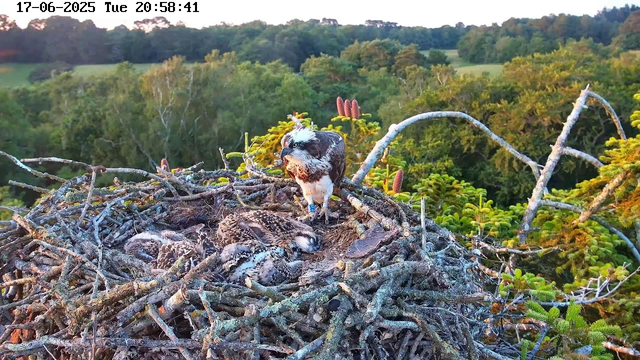 An osprey parent is standing on its nest with several chicks lying beneath it. The nest is made of sticks and is situated high above a lush green forest. The background shows a landscape of dense trees, and the sky is clear with the setting sun casting a warm glow. The image is timestamped "17-06-2025 Tue 20:58:41".