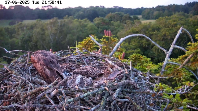 A large bird of prey, likely an osprey, is sitting in a nest made of twigs and branches. The nest is perched high in a tree with green foliage and budding pinkish-red flowers. In the background, there is a dense forest with trees extending to the horizon. The image appears to be taken during dawn or dusk, with soft lighting and a peaceful setting. The timestamp indicates the date as June 17, 2025, at 9:58 PM.