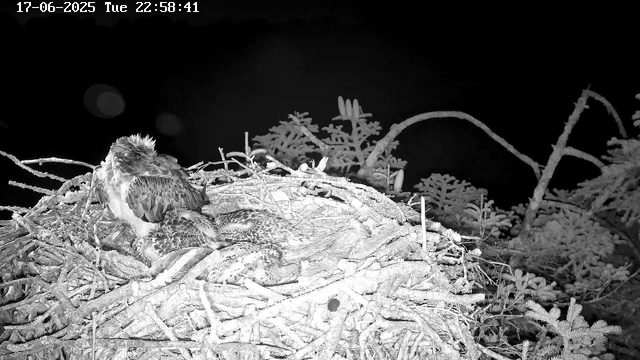 A nighttime black-and-white webcam image shows a bird of prey, likely an eagle or hawk, sitting on a large nest made of sticks. The bird is preening itself, with its head turned to the side. The nest is situated among branches and foliage, with a dark sky in the background. The date and time, "17-06-2025 Tue 22:58:41," are displayed at the top of the image.