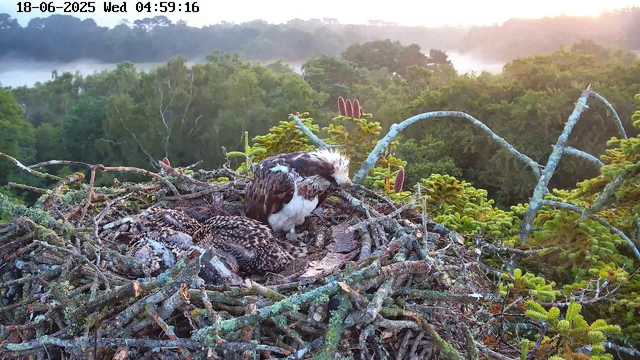 A raptor nest made of sticks and branches sits atop a tall tree, with a parent bird tending to several young chicks inside. The nest is surrounded by lush green foliage, and in the background, there is a dense forest under a soft, early morning light with mist or fog visible in the distance. The timestamp shows the date and time as June 18, 2025, at 04:59:16.