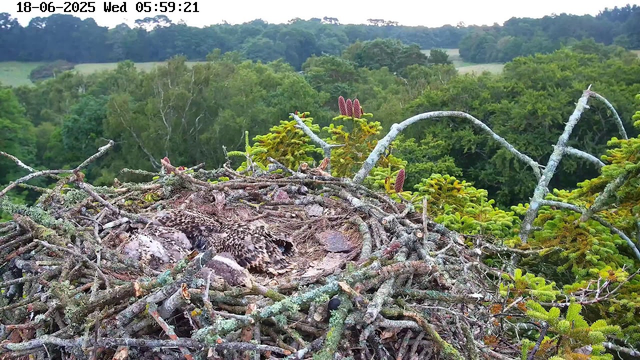 A bird's nest made of twigs and sticks is situated high in the branches of a tree, and two birds are resting inside the nest. The background features a dense, green forest with various trees and foliage extending into the distance under a clear sky. The image also displays a timestamp at the top left corner: "18-06-2025 Wed 05:59:21."