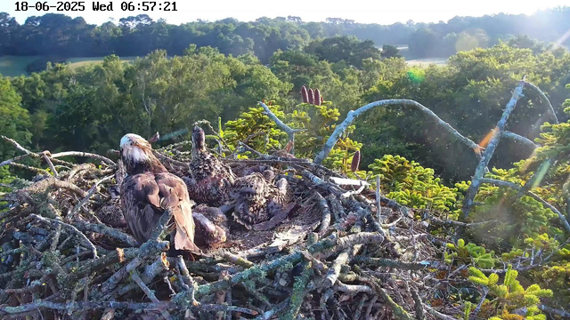 A bird's nest on a tree branch contains a parent bird with a white head and brown body, surrounded by several baby birds with speckled brown feathers. The nest is built among pine tree branches with green foliage, set against a backdrop of a lush, forested landscape under bright sunlight. The timestamp at the top indicates it was taken on June 18, 2025, at 6:57 AM.