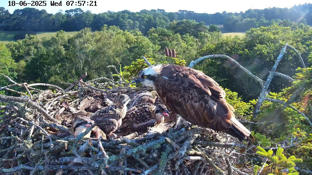 A family of ospreys is perched in their nest high in a tree. The adult osprey, with brown and white feathers and piercing yellow eyes, is leaning over the nest, looking downward. Several young ospreys, with downy feathers and open beaks, are sitting beside the adult, likely waiting for food. The background shows lush green trees and a bright, sunny sky, indicating a clear day. The image is timestamped at the top with the date June 18, 2025, and the time 07:57:21.