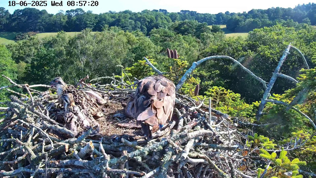 A nest made of twigs and branches is situated high in a tree, overlooking a lush green landscape with dense woods and open fields. Two young birds, possibly raptors, are in the nest: one sits with its head turned to the side, showing striped plumage, and the other stands with its back to the camera, displaying brown and beige feathers. The scene is bathed in bright sunlight, and the timestamp at the top indicates a time of early morning on June 18, 2025.