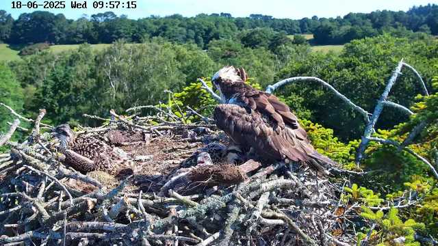 A large bird of prey, likely an osprey, is perched on a nest made of sticks, with three chicks inside. The osprey is looking to the right, with white and brown plumage. The nest is situated high in a tree, with lush green foliage and rolling hills in the background under a clear, sunny sky. The timestamp at the top shows the date and time as June 18, 2025, 9:57 am.