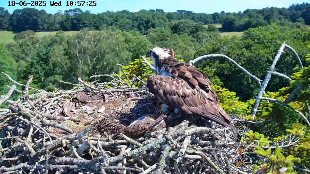 A pair of ospreys are perched on a large nest made of sticks and twigs. One adult osprey stands over a chick, which is nestled among the nest materials. The adult has brown and white feathers, with a distinctive white head and dark eye stripe. The background features lush green trees and a bright blue sky, suggesting a sunny day. The timestamp in the upper corner indicates the date and time as June 18, 2025, at 10:57 AM.