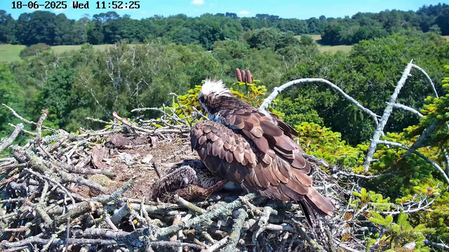 A bird of prey, likely an osprey, is sitting in a large nest made of sticks and twigs. The bird is brown with lighter feathers around its head and is tending to a chick nestled beneath its wing. The nest is situated high in a tree, with a lush green forest and rolling hills visible in the background under a partly cloudy sky.