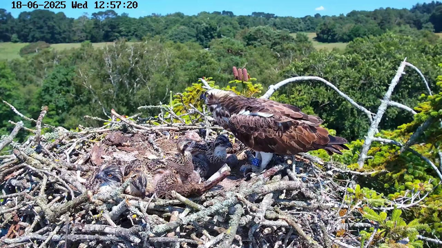 An adult bird of prey, likely an eagle, is perched on the edge of its nest, surrounded by several newly hatched chicks. The nest is made of a tangle of sticks and branches, located high in a tree. The background features a lush, green landscape with rolling hills and dense foliage under a bright, clear sky. The image also displays a timestamp at the top left corner indicating the date and time.