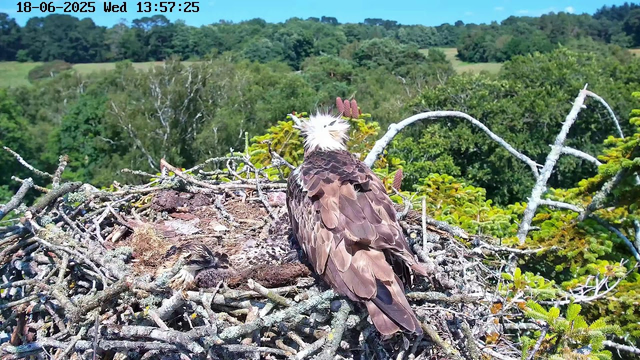 A juvenile bird of prey with brown and white feathers, including a distinctive white tuft on its head, sits in a large nest made of sticks and twigs on a tree branch. The nest is surrounded by lush green foliage, with dense trees and rolling hills in the background under a bright, clear sky. The image includes a timestamp and date at the top.