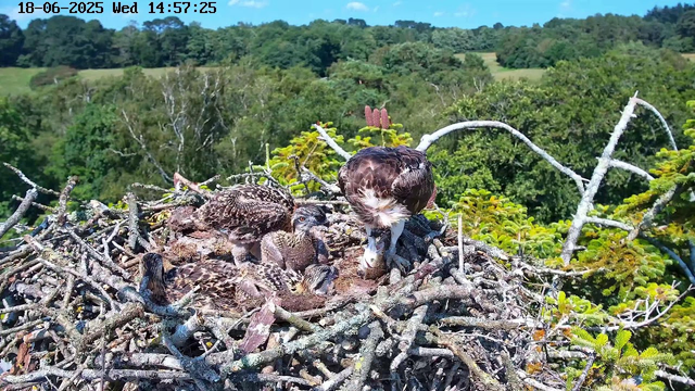 A family of ospreys sits in their nest high in a tree, with a lush green landscape and a clear blue sky in the background. One adult osprey is perched and appears to be grooming a chick, while other chicks are resting or looking around in the nest. The image is captured on a bright, sunny day with vibrant natural colors. The timestamp in the upper left corner indicates the date and time as June 18, 2025, at 2:57 PM.