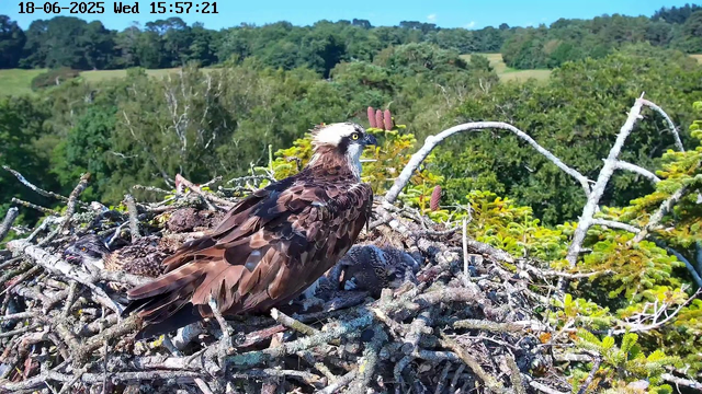 A close-up view of an adult bird of prey, possibly an osprey, sitting on a nest made of twigs and branches. Two chicks are visible in the nest, one with its head slightly raised and the other more hidden. The nest is situated high above a lush green forest with dense trees and rolling hills in the background under a clear blue sky. The timestamp and date are displayed at the top left corner.
