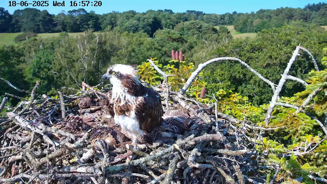 An osprey sits on a nest made of sticks, surrounded by lush green trees and distant rolling hills under a clear blue sky. Several fledglings are visible in the nest. The image is timestamped June 18, 2025, at 16:57.