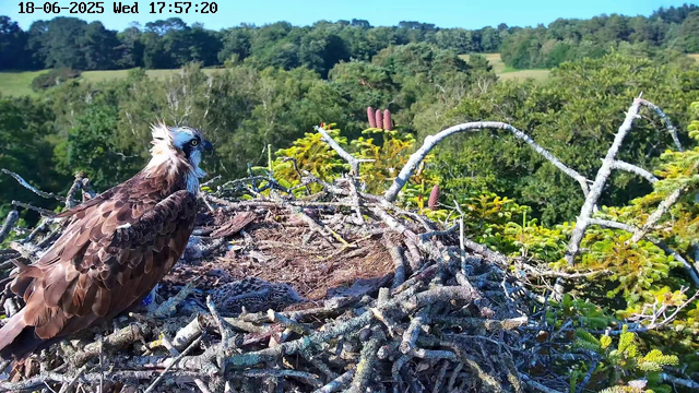 A young osprey with brown and white feathers is perched on a large nest made of sticks and twigs. The osprey has a distinctive white head with a dark eye stripe and a sharp, hooked beak. Behind the nest, there is lush green foliage and distant trees on a clear, sunny day. The image includes a timestamp at the top indicating the date and time: June 18, 2025, at 5:57 PM.