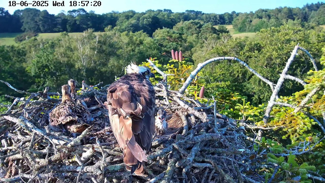 A bird of prey, possibly an osprey, is perched on the edge of its large nest made of sticks. The nest is situated high above a lush, green forest with trees and foliage in the background. The sky is clear and blue, and the landscape extends into rolling hills in the distance. The image includes a timestamp and date at the top left corner.
