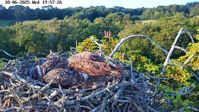 A bird of prey, likely an eagle or hawk, standing on the edge of a large nest with several nearby chicks. The nest is made of sticks and branches, situated high among lush green trees with a dense forest background. The scene is illuminated by natural sunlight, and the image has a timestamp at the top left corner showing the date and time.