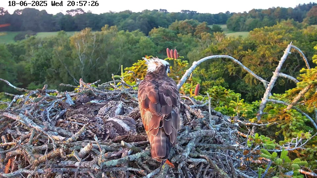 A ruffed adult osprey sits on a large nest made of twigs and branches, high above a green forest. The bird's back faces the camera, displaying brown and white feathers. In the background, dense trees extend to the horizon, with some branches and leaves visible in the foreground. The sky is clear, and the image appears to be taken around sunset. The date and time are displayed on the upper left corner.