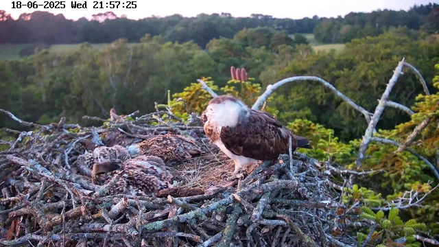 A large bird of prey, likely an osprey, stands on a nest made of sticks and twigs. The nest contains several young chicks covered in downy feathers. The adult osprey is preening itself, with its head bent down and beak near its chest. The background shows a lush, green forest with some distant hills under a softly lit sky, suggesting dawn or dusk. The timestamp on the image indicates the date as June 18, 2025, at 9:57 PM.