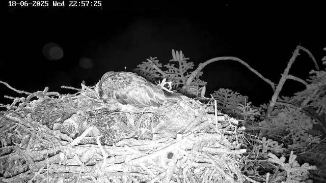 A bird nest with an adult bird and several chicks, surrounded by branches and foliage, is visible in the dark night through the webcam. The scene is in black and white, with the nest situated among various twigs and leaves. The timestamp at the top shows the date as June 18, 2025, and the time as 22:57:25.