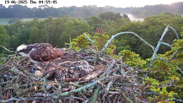 A large adult bird of prey, possibly an osprey, is perched on a nest made of sticks and twigs. The osprey is looking downward with its head slightly turned to the left. Inside the nest, there are several young chicks with speckled brown and white feathers, resting and nestled close to each other. The nest is situated high in a tree, surrounded by lush green foliage and branches. The background shows a dense forest with rolling hills and a misty sky, indicating early morning. The top left corner displays the date "19-06-2025" and the time "04:59:45".