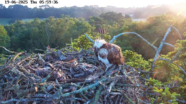 A parent osprey is perched on the edge of a large nest made of sticks, watching over four recently hatched chicks tucked inside. The nest is situated high in a tree with green foliage, and the background reveals a forested landscape under soft early morning light. The image includes a timestamp showing it was taken on June 19, 2025, at 5:59 AM.