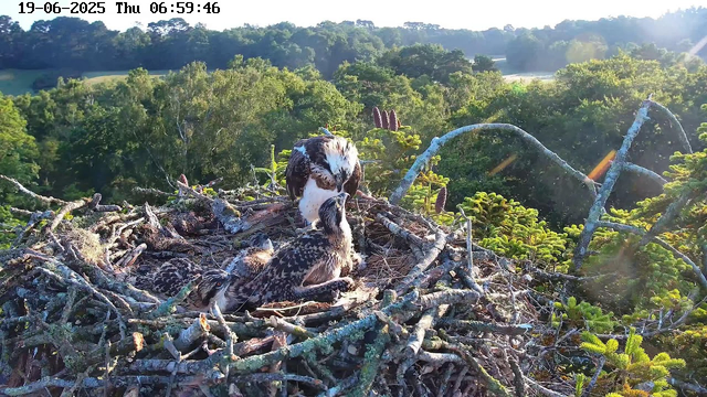 An adult osprey is sitting in its large nest made of sticks, with four chick ospreys around it. The nest is high in a tree, surrounded by dense green foliage. The scene is brightly lit by sunlight, and there is a lush, forested landscape in the background. The date and time displayed on the image are June 19, 2025, at 6:59 AM.